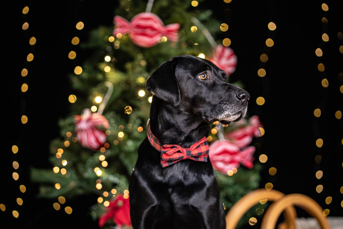 Schwarzer Hund mit karierter Fliege vor dem Weihnachtsbaum