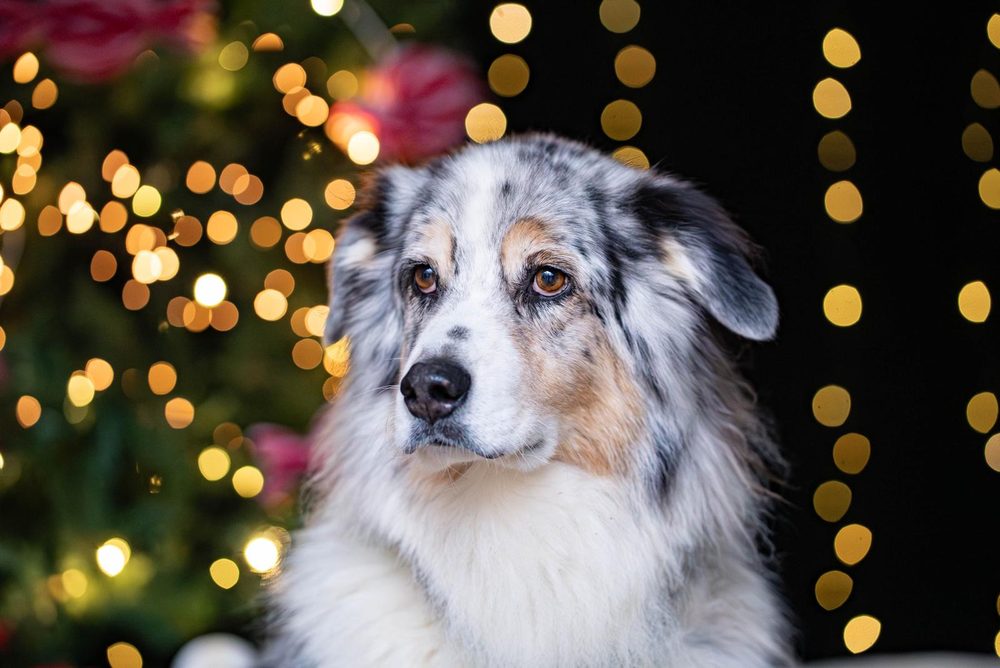 Nahaufnahme eines Australian Shepherds vor Lichtern