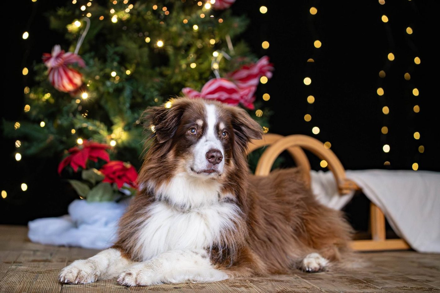 Brauner Australian Shepherd liegt vor dem Weihnachtsbaum