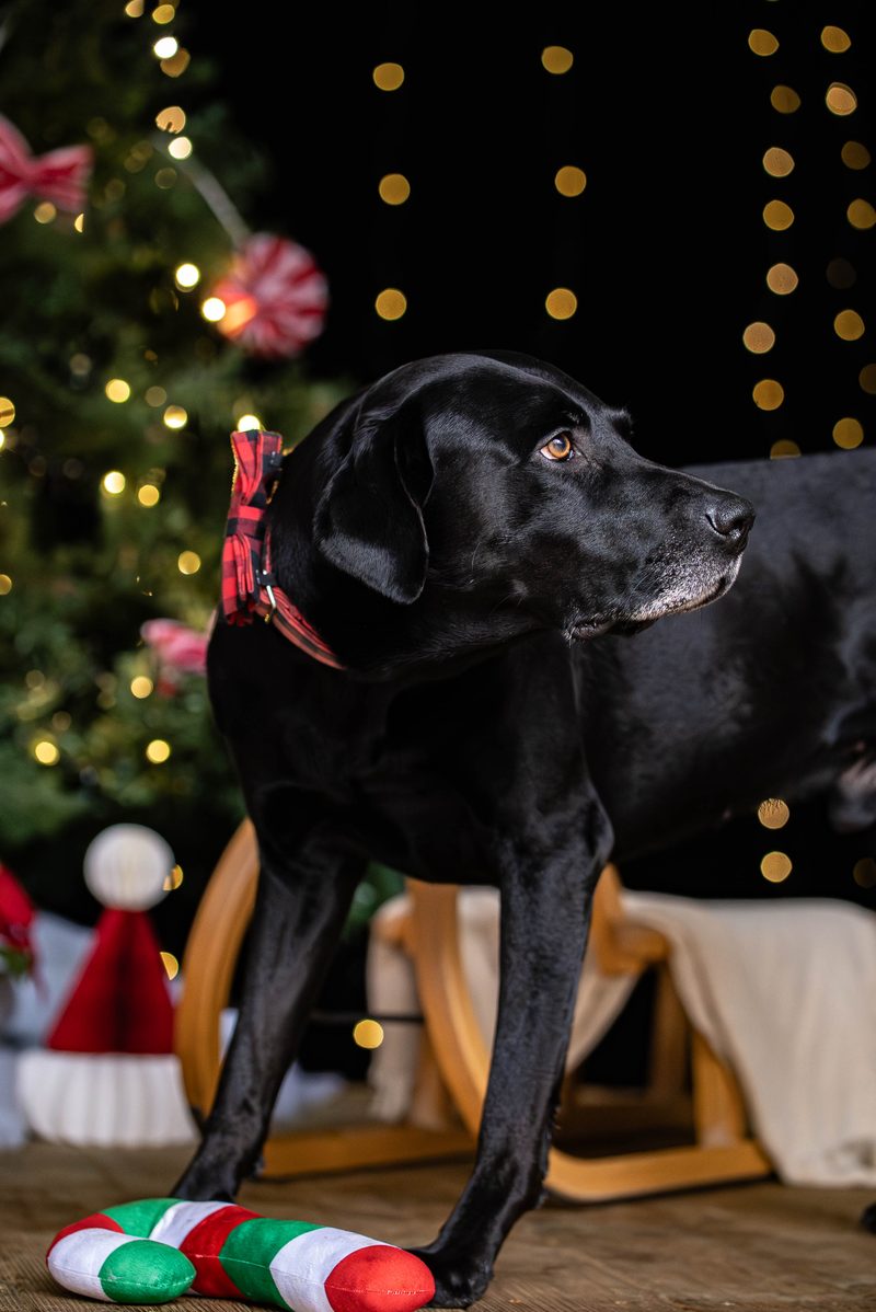 Schwarzer Hund steht vor dem Weihnachtsbaum