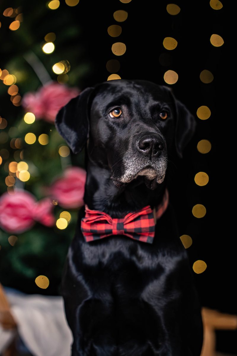Schwarzer Hund mit karierter Fliege vor Lichterketten