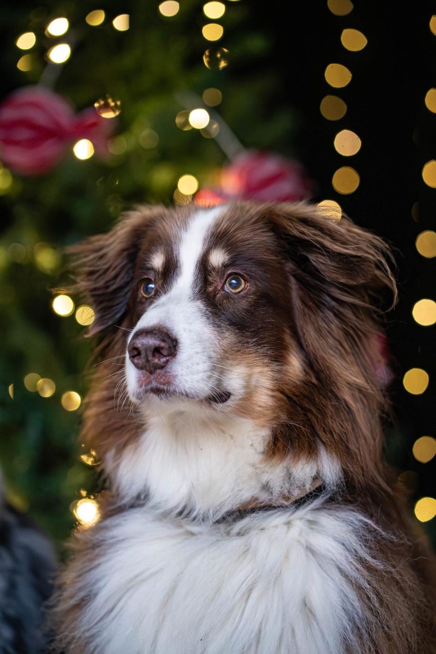 Porträt eines braunen Australian Shepherds
