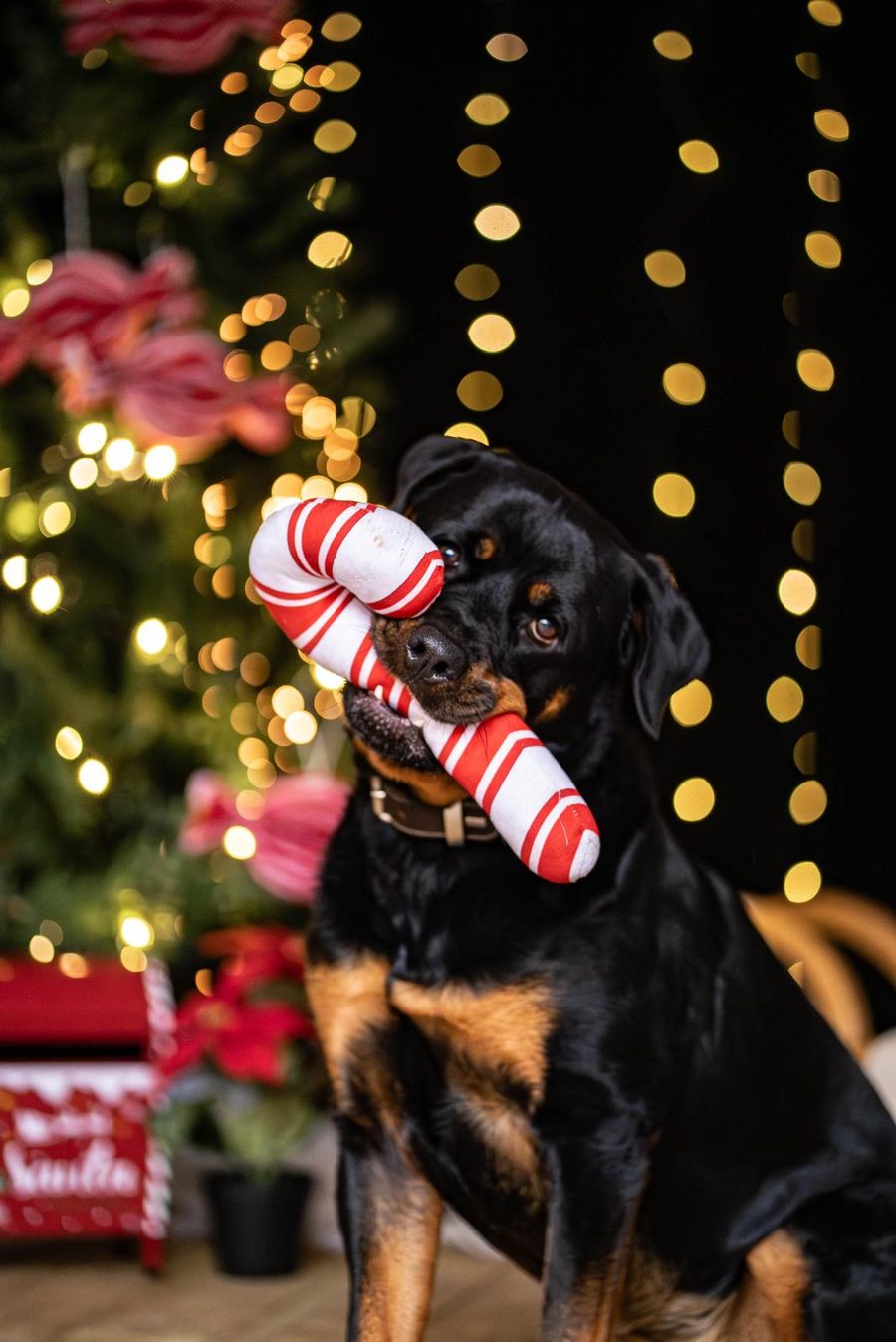 Rottweiler mit Zuckerstangen-Spielzeug vor dem Weihnachtsbaum