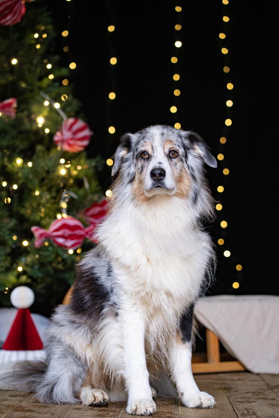 Australian Shepherd in blue merle sitzt vor Lichterketten
